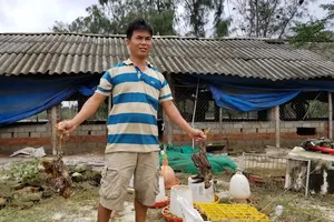 50.000 con gà chết trắng chuồng sau lũ