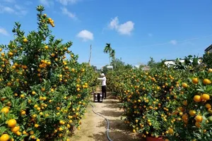 Làng quất Hội An trúng đậm dù chưa tới Tết