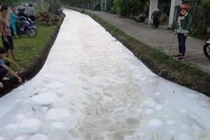 Người dân súc thùng phuy, cá chết trắng kênh