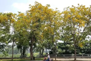 Mê mẩn ngắm hoa sưa nhuộm vàng phố phường Quảng Nam