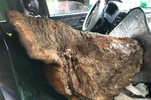 Cây nấm chò “khủng” nặng gần 70 kg