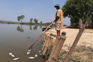Cá chết trắng sông do nước nhiễm mặn