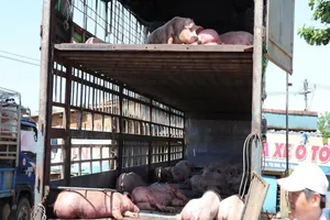 111 con heo trên xe chở heo nhiễm dịch tả châu Phi... mất tích