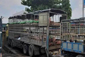 Phạt tám triệu đồng xe chở 39 con heo bị dịch tả heo châu Phi