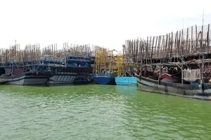 930 tấn mực khô ứ đọng vì Trung Quốc không mua