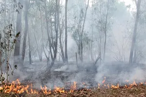 Cháy rừng tại Quảng Nam