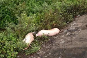 Thu gom xác heo chết nằm ở vệ đường quốc lộ 1A