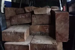 CSGT truy đuổi xe chở gỗ lậu như phim hành động