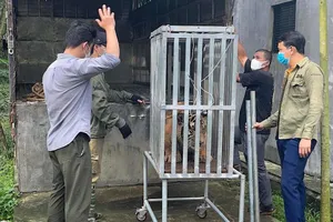 Đưa 7 con hổ lúc bị bắt chưa tới 5kg giờ đã hơn nửa tạ vào Quảng Bình