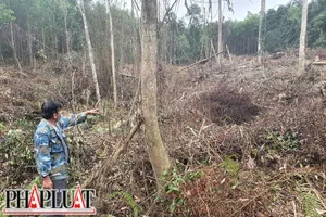 Phá rừng của dân, nguyên bí thư xã bị khởi tố