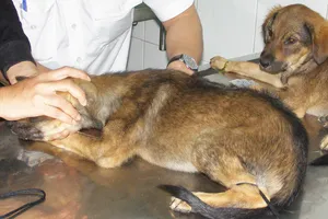 Người đàn ông tử vong sau 3 tháng bị chó dại cắn