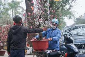 Kiếm bạc triệu mỗi ngày nhờ vận chuyển đào, quất thuê dịp cuối năm