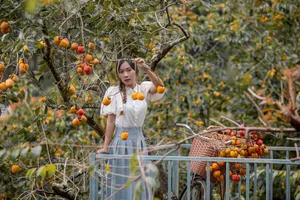 Đà Lạt với 'đặc sản mùa thu' níu chân du khách