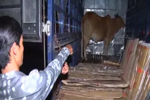 Tài xế chở bò ăn trộm chạy thẳng tới công an