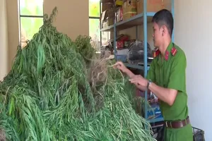 Phát hiện 1 'trang trại cần sa' ở Hậu Giang