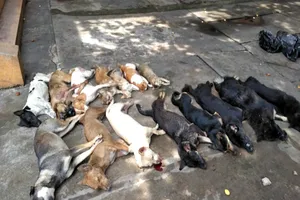 Nam thanh niên chở 15 con chó, mèo chết nghi là ăn trộm