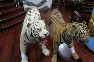 Bị bắt vì giữ 2 bộ da hổ nhồi bông trong nhà