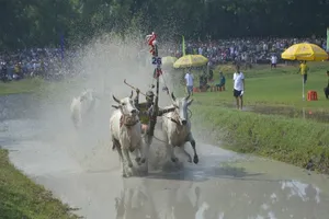 Những hình ảnh cực hấp dẫn ở lễ hội đua bò Bảy Núi