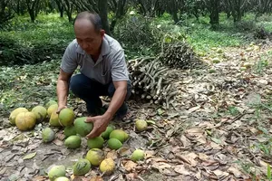 Cận cảnh: Đặc sản bưởi Năm Roi rụng trắng gốc, dân khóc ròng