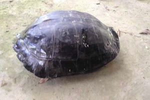 Mua rùa 9 kg có khắc chữ trên lưng để phóng sinh