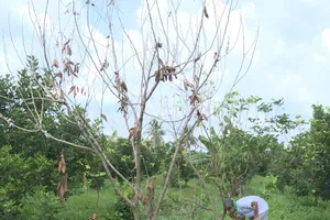 Vĩnh Long: Nhiều vườn chôm chôm bị kẻ gian đổ dầu phá hoại