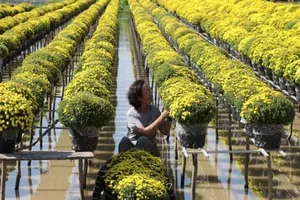 Du khách ồ ạt đổ về làng hoa Sa Đéc ngày cận Tết