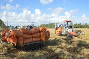 Gạo Việt mang về hơn 3 tỉ đô nhưng bất ngờ lận đận