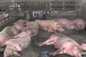 Hậu Giang phát hiện thêm ổ dịch tả heo Châu Phi 1.200 con