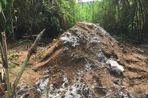 Cần Thơ, dân hoang mang vì chôn heo chết gần khu dân cư