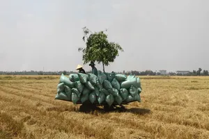 'Việt Nam gần như mất thị trường gạo Trung Quốc' 