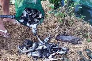 Vẫn chưa hỗ trợ thiệt hại thủy sản chết do ô nhiễm nguồn nước