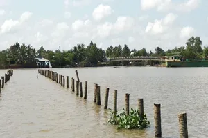 Nhiều cọc dừa bất thường ở sông Cổ Chiên gây chìm ghe lúa