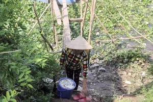 Hàng chục tấn cá nuôi bè trên sông Cái Vừng chết đột ngột