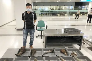 Mang 11 sừng tê giác từ Hàn Quốc về Việt Nam