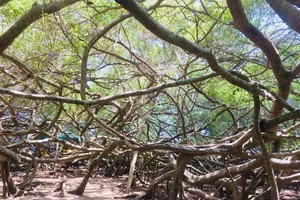 Đi cúng bà Thượng Động Cố Hỉ, ngắm Giàn Gừa khổng lồ ở Cần Thơ