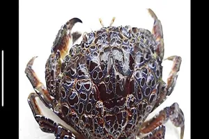 Hôn mê sâu sau 10 phút ăn 2 chiếc càng cua lạ