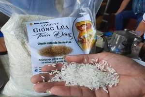 Giống lúa 'lạ' trôi nổi lan từ miền Tây đến miền Trung