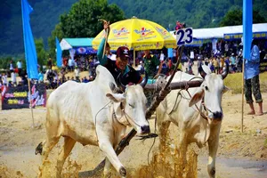 Không tổ chức Hội đua bò Bảy Núi năm 2020