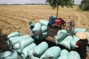 Nông dân Hậu Giang thu hoạch lúa