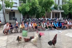 An Giang: Triệt xóa điểm đá gà lưu động
