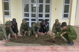 An Giang: Phát hiện 12 kg thảo mộc nghi là cần sa