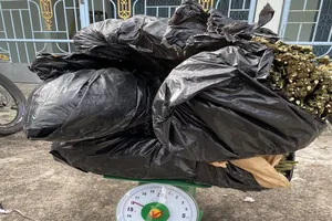 16 kg cần sa ngụy trang dưới lớp rau cải. Ảnh: HD