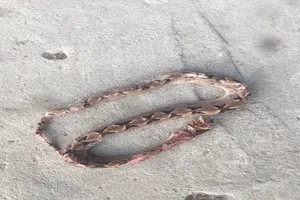 Đi cắt sả, 2 người bị rắn chàm quạp cắn suýt tử vong