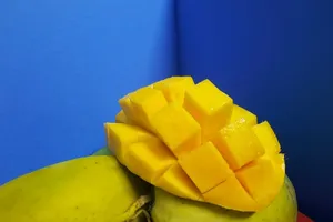 Xoài cát Hòa Lộc rớt giá thê thảm