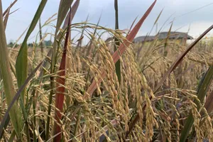 An Giang bàn giải pháp vận chuyển, tiêu thụ 1,3 triệu tấn lúa 