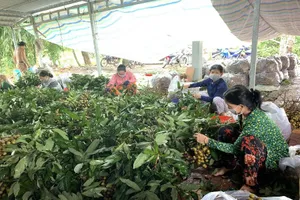 Đồng Tháp đề xuất thu mua tạm trữ nông sản