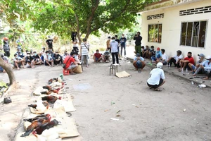 Trà Vinh: Công an đột kích phá điểm đá gà quy mô lớn sau nhà hoang