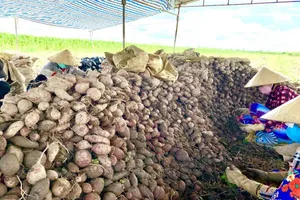 Thủ phủ khoai lang Miền Tây muốn xuất khẩu chính ngạch