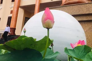 Đồng Tháp sẽ xác lập kỷ lục 200 món ăn chế biến từ sen