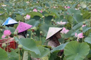 Đồng Tháp tôn vinh, phát huy giá trị sen